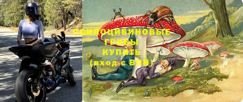 Галлюциногенные грибы Psilocybe  где найти   Коряжма 